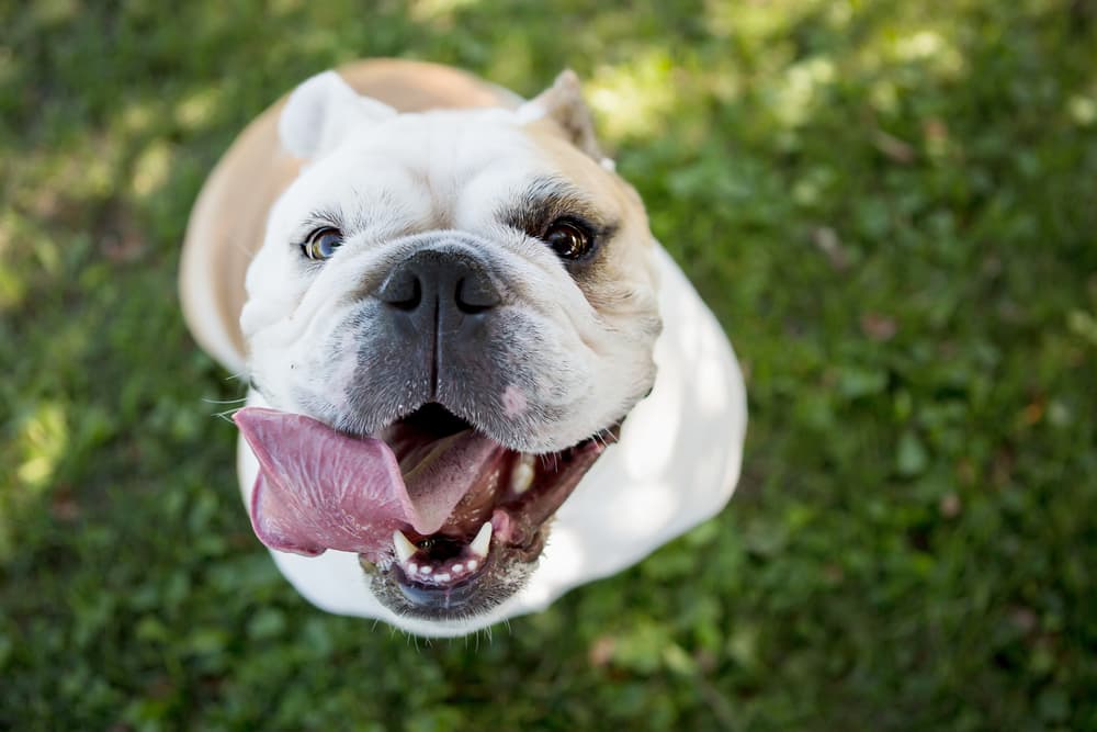 Licorice Root for Dogs: Benefits and Uses Licorice Root for Dogs: Benefits and Uses