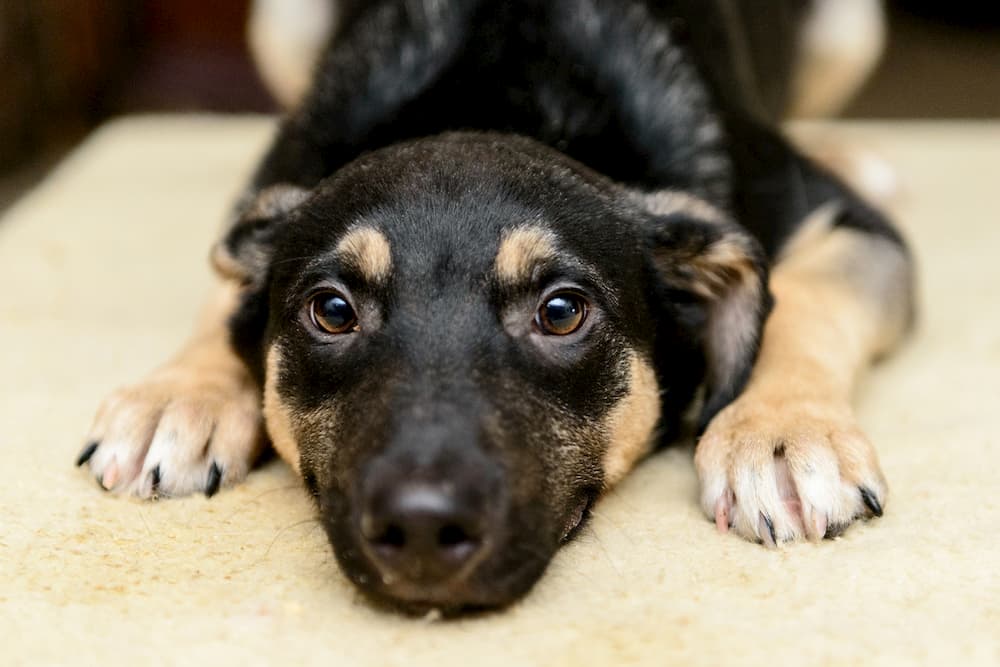 7 Ways to Tell Your Dog’s Nails Are Too Long Great Pet Care