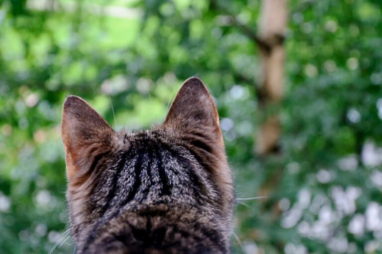 Your Cat’s Brain 11 Crazy Facts You Didn’t Know Great Pet Care