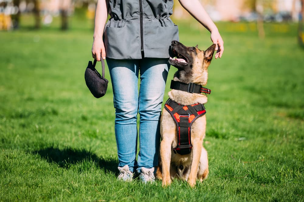 14 Things Dog Trainers Want You to Know 14 Things Dog Trainers Want You to Know