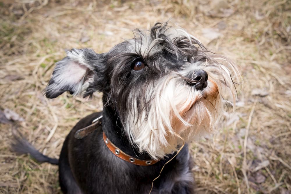 Megaesophagus in Dogs Megaesophagus in Dogs