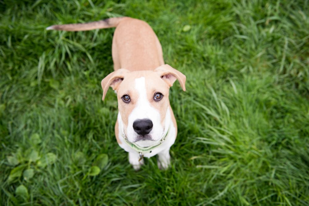 Sebaceous Cysts on Dogs Sebaceous Cysts on Dogs