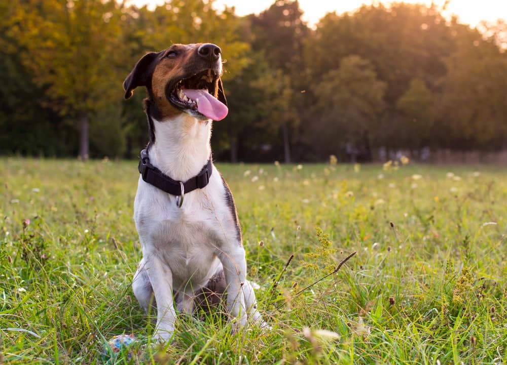 7 Summer Safety Reminders for Dog Owners 7 Summer Safety Reminders for Dog Owners