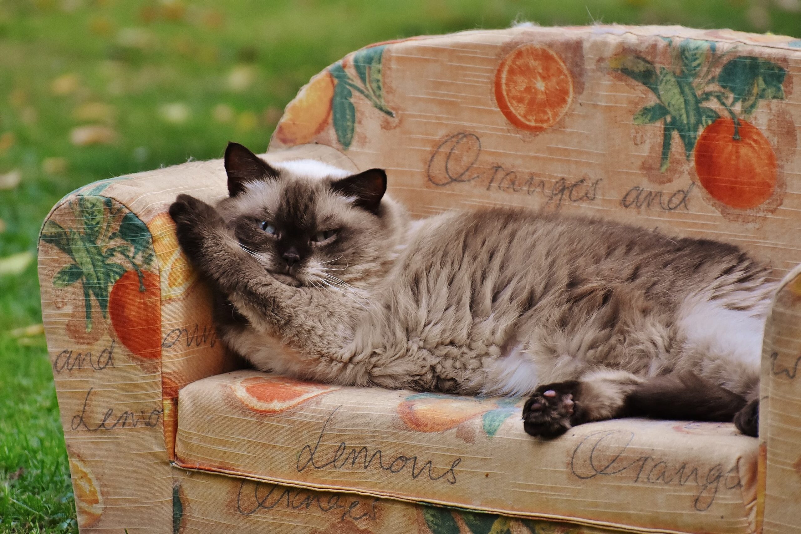 The Best Cat Treats of 2020 The Best Cat Treats of 2020