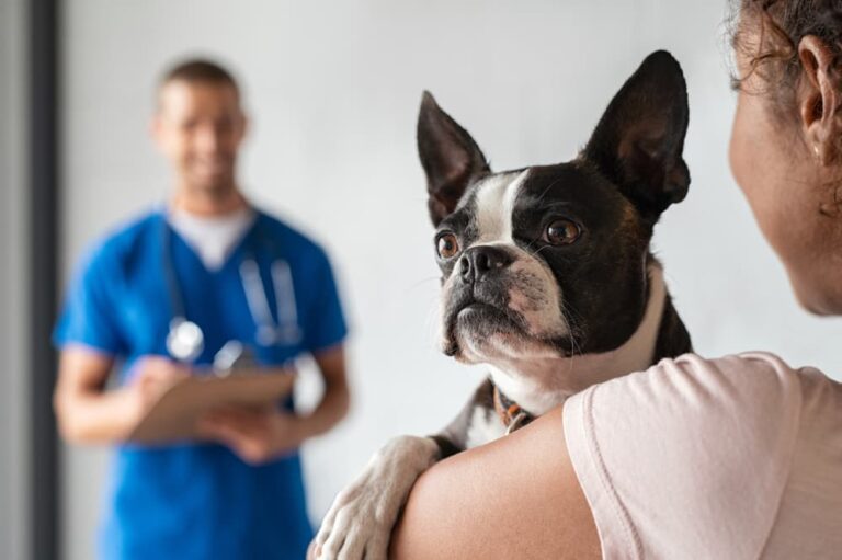 dog at veterinarian