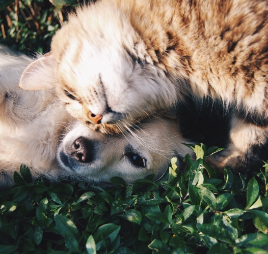 Naming your new pet is a big step—so don’t let information overload get you down!