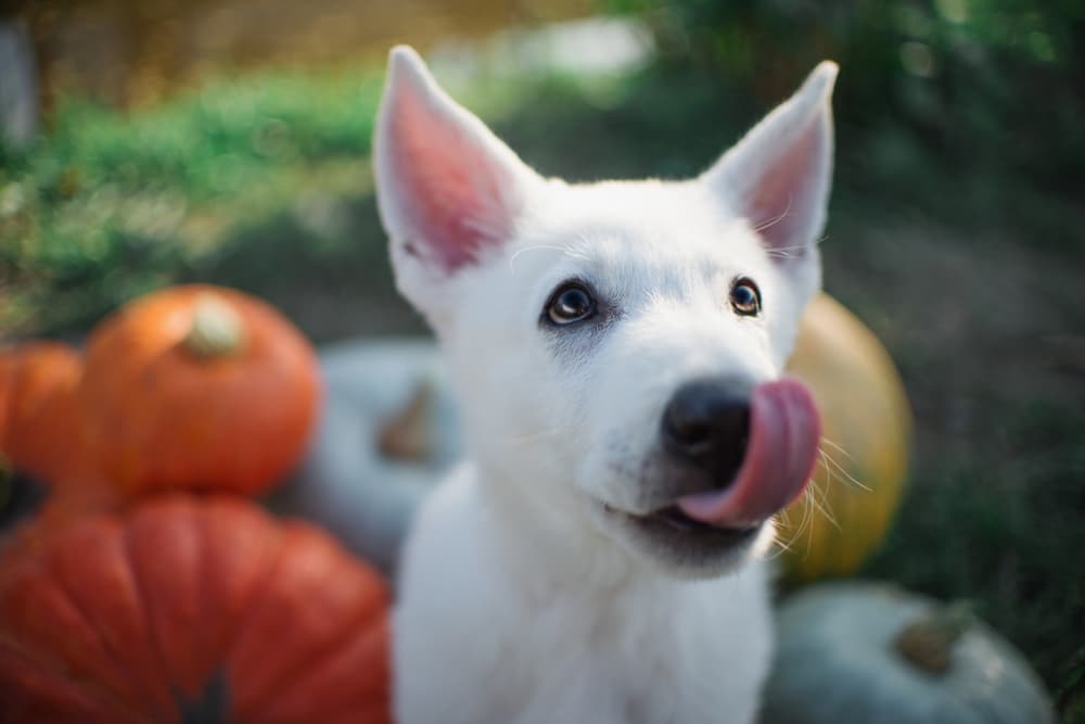 8 Best Pumpkin Dog Treats For Fall Flavor 8 Best Pumpkin Dog Treats For Fall Flavor