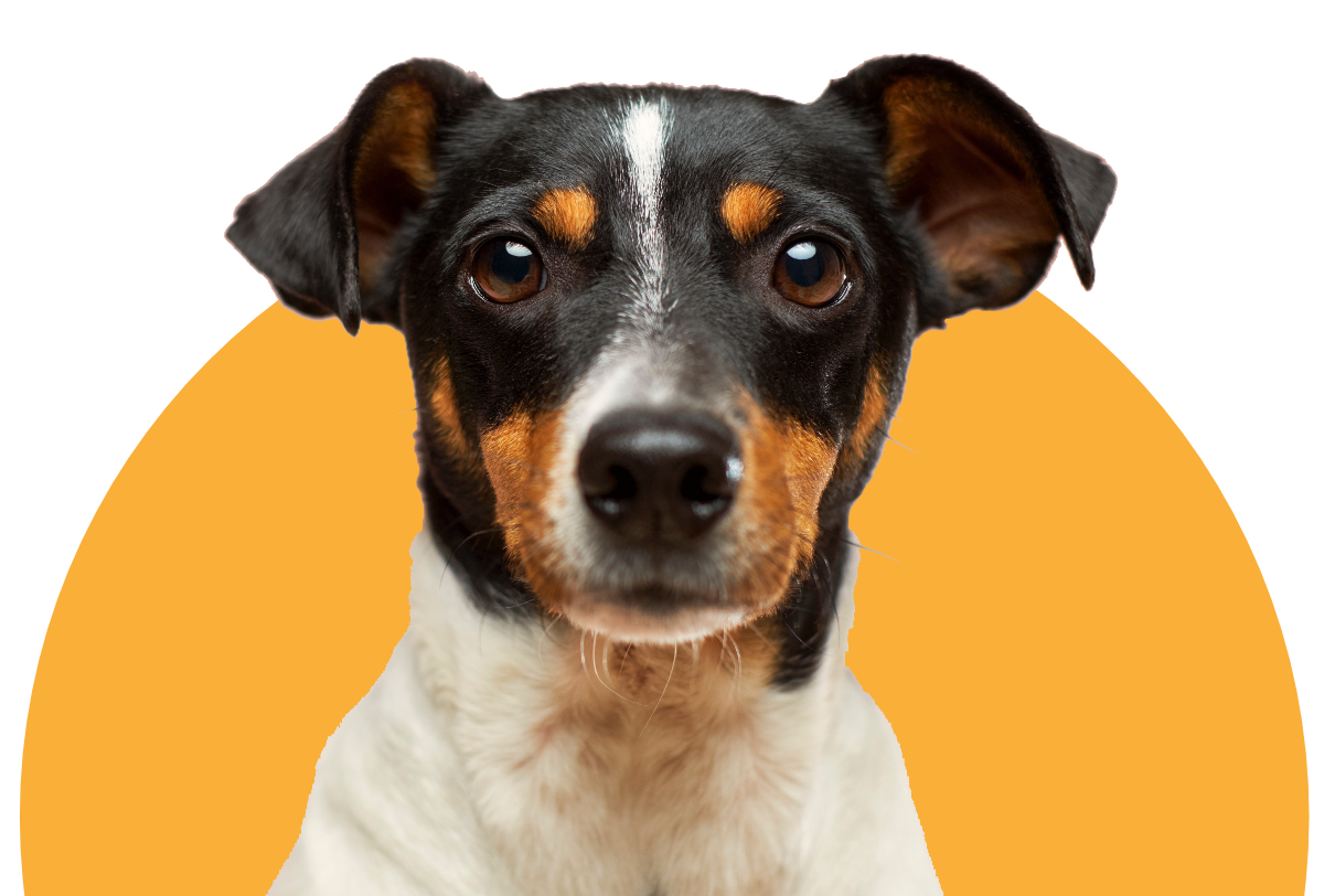 Our product specialists know pets. Find the best in food, treats, gear, toys, and more.