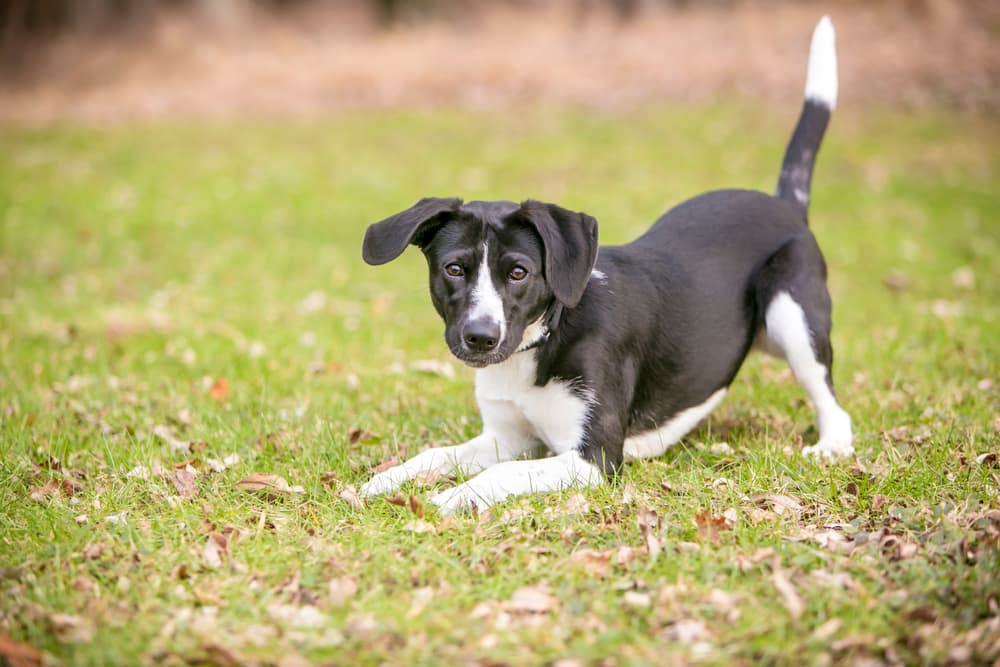 Dog Tail Facts: Info on Wagging, Chasing, and More Dog Tail Facts: Info on Wagging, Chasing, and More