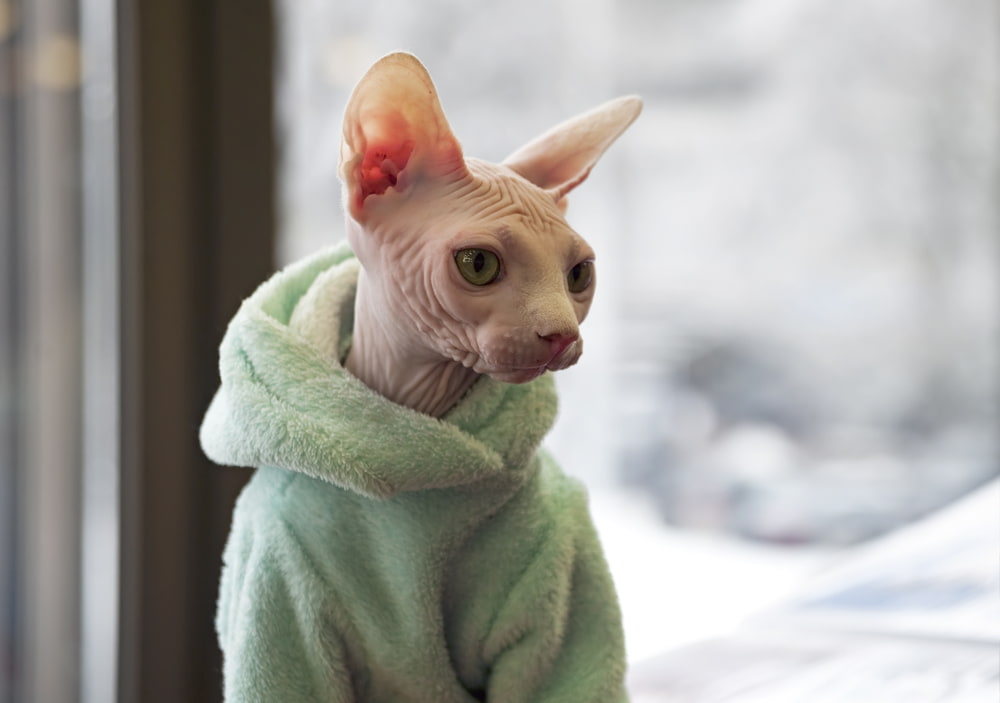 Sphynx Cat Great Pet Care