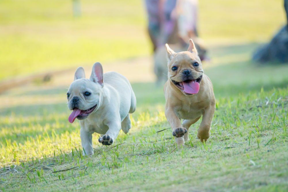 French Bulldog Great Pet Care