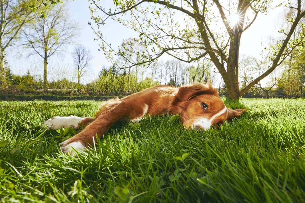 Dog lying in grass