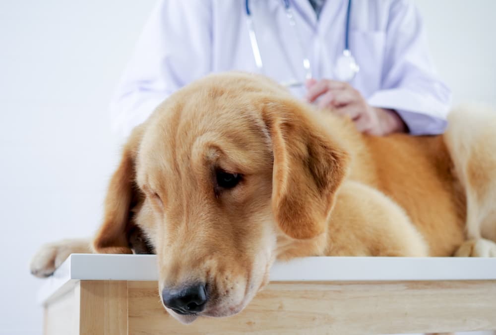 Dog at the veterinarian being examined