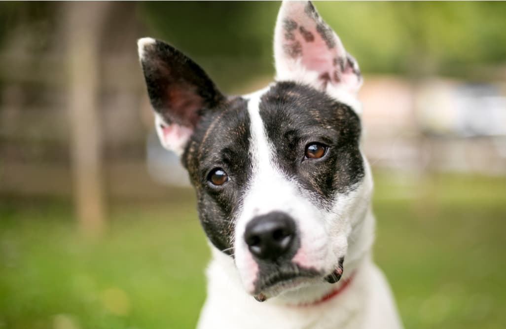 Diabetes in Dogs Diabetes in Dogs