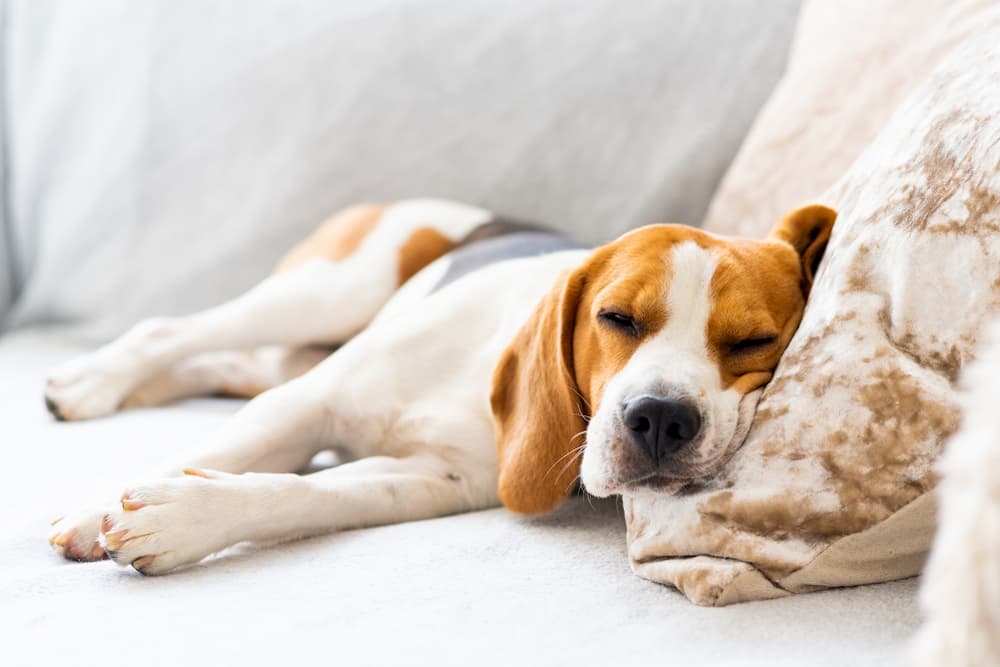 Dog Constipation: Causes and How to Help Dog Constipation: Causes and How to Help