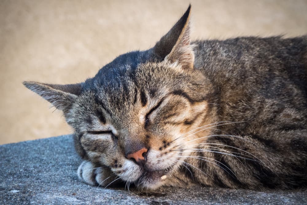 Why Do Cats Drool? Common Causes, Explained. Why Do Cats Drool? Common Causes, Explained.
