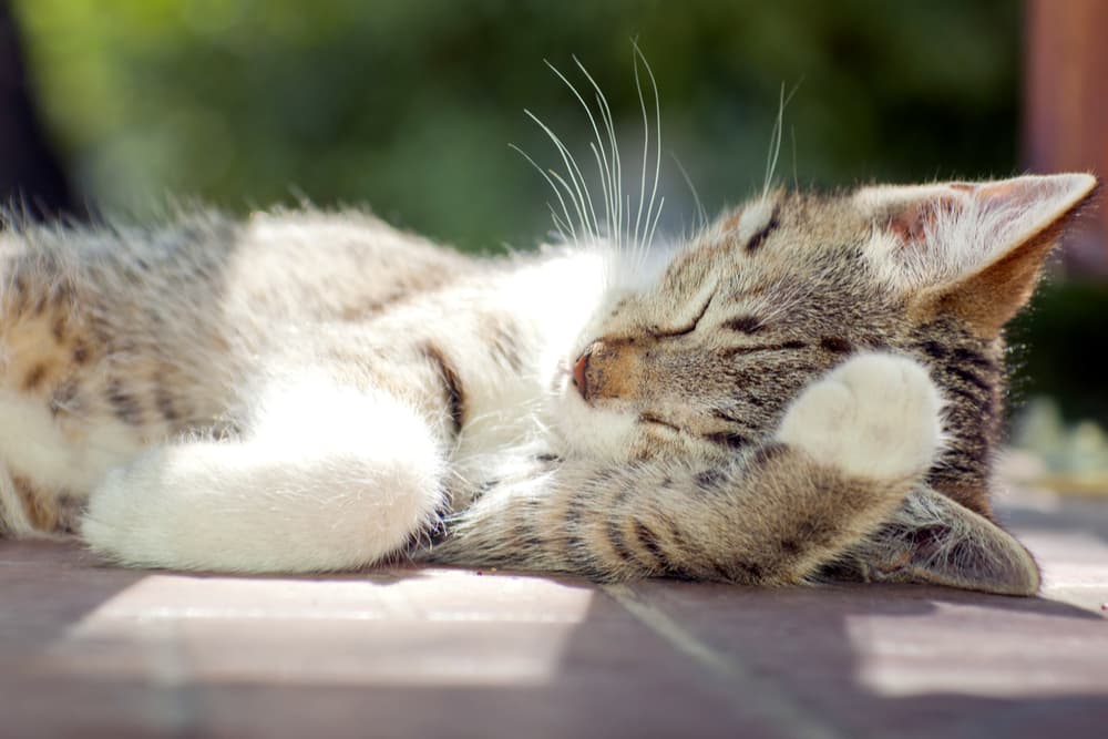 Kitten laying outside
