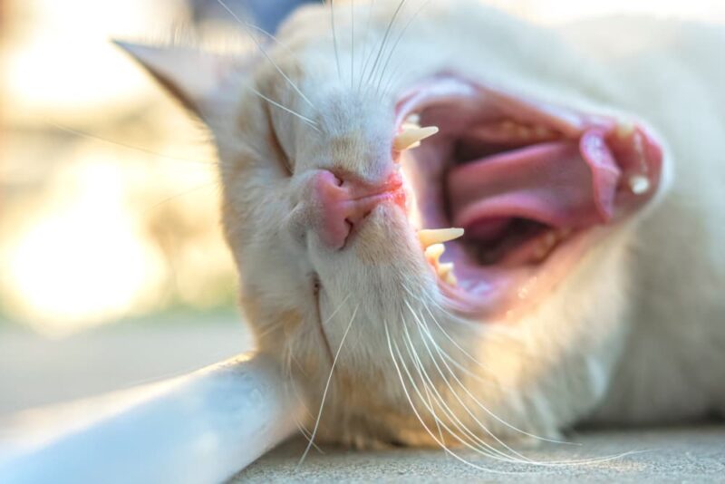 Why Do Cats Drool? Common Causes, Explained. Great Pet Care