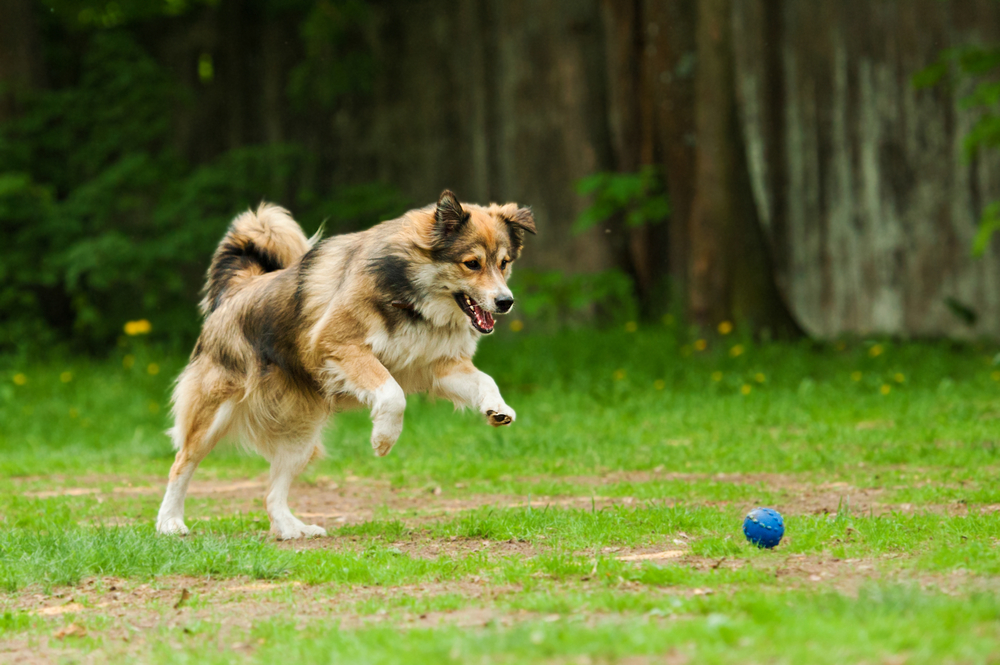 dog playing with ball outside