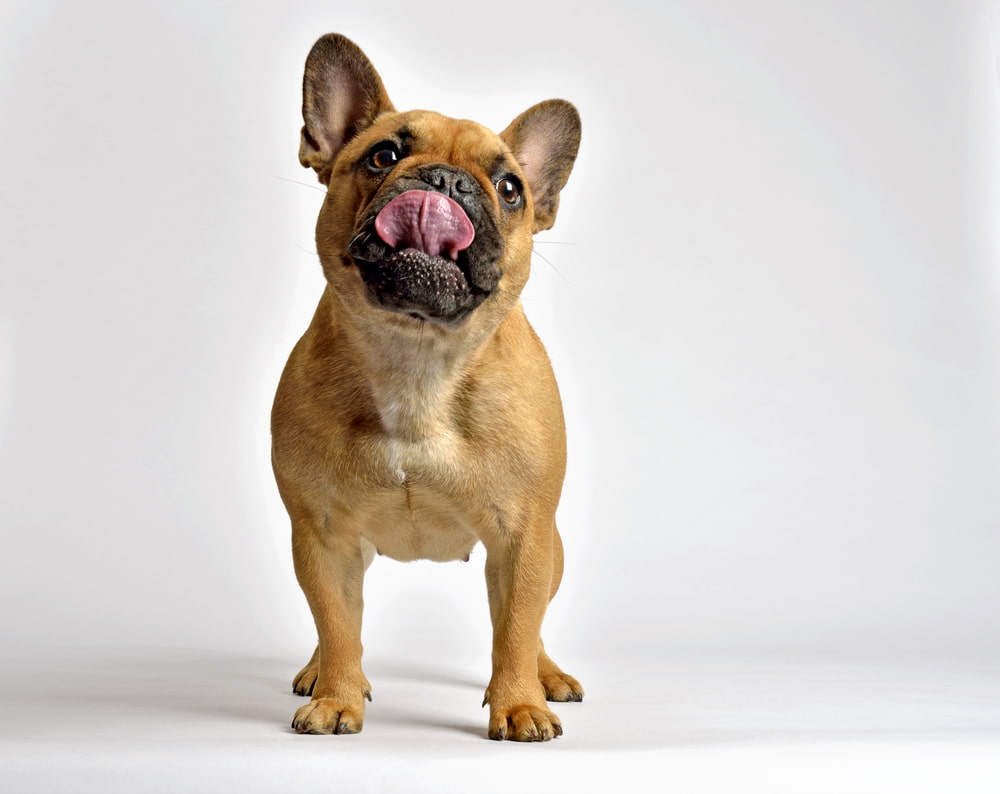 French Bulldog Great Pet Care
