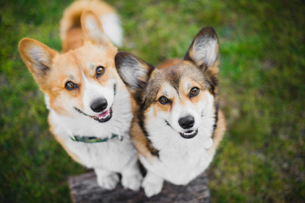 How to Introduce Dogs: Tips to Follow How to Introduce Dogs: Tips to Follow