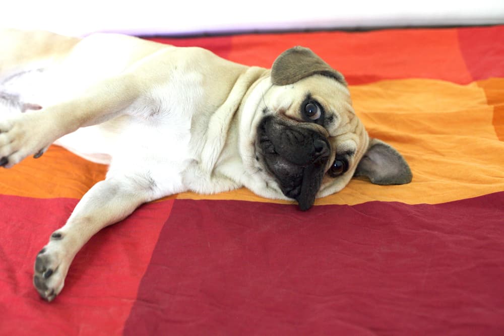 Frug dog lying on blanket