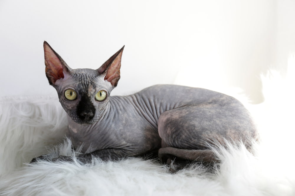 Sphynx Cat Great Pet Care
