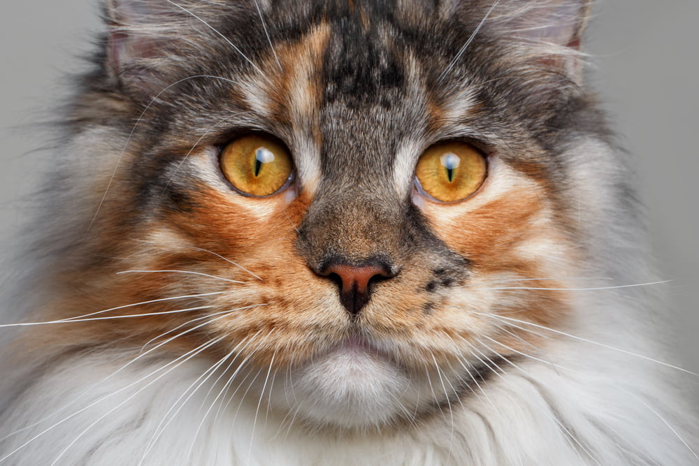 Maine Coon Maine Coon