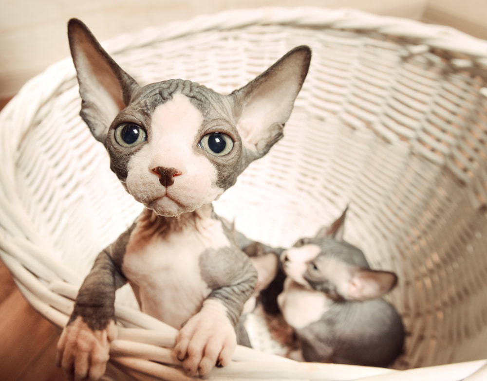 Sphynx Cat Great Pet Care