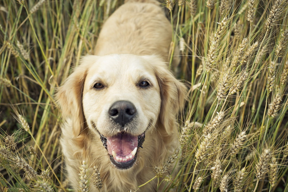 Golden Retriever Golden Retriever