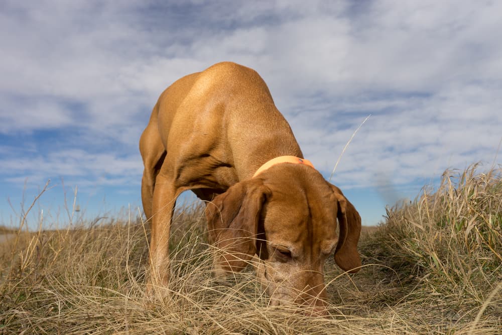 Why Do Dogs Eat Poop? Why Do Dogs Eat Poop?