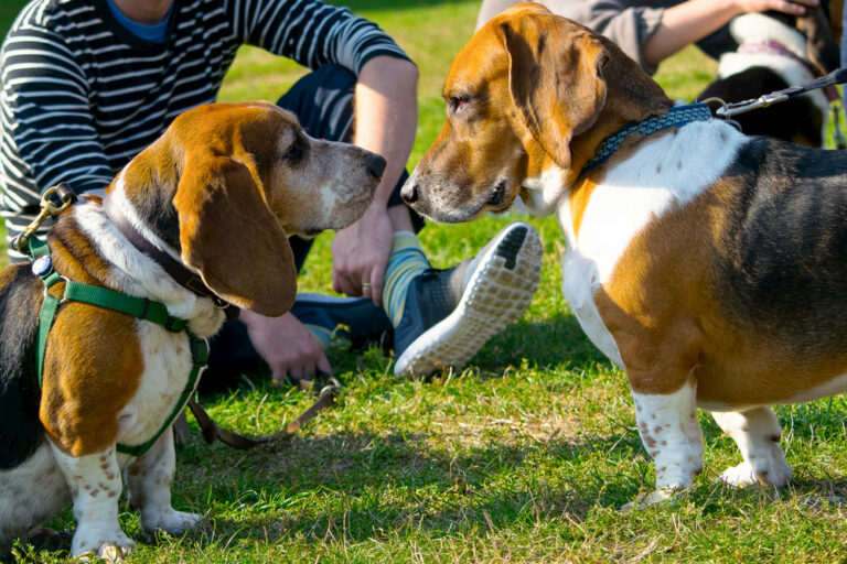 How to Introduce Dogs Tips to Follow Great Pet Care