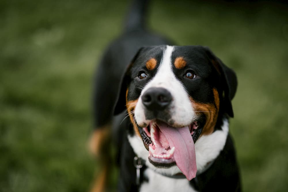 Dog looking to owner outdoors with tongue hanging out of mouth