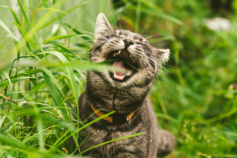 Cat eating plant outside