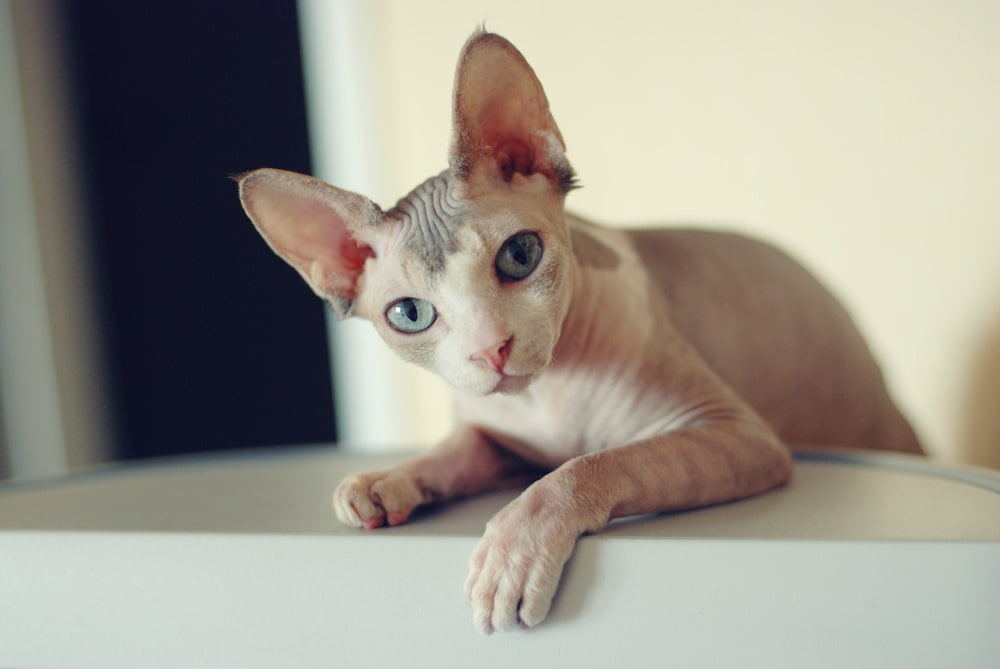 Sphynx Cat Great Pet Care