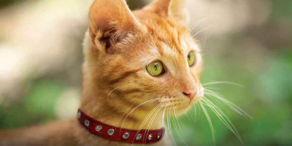 Cat wearing a leather cat collar