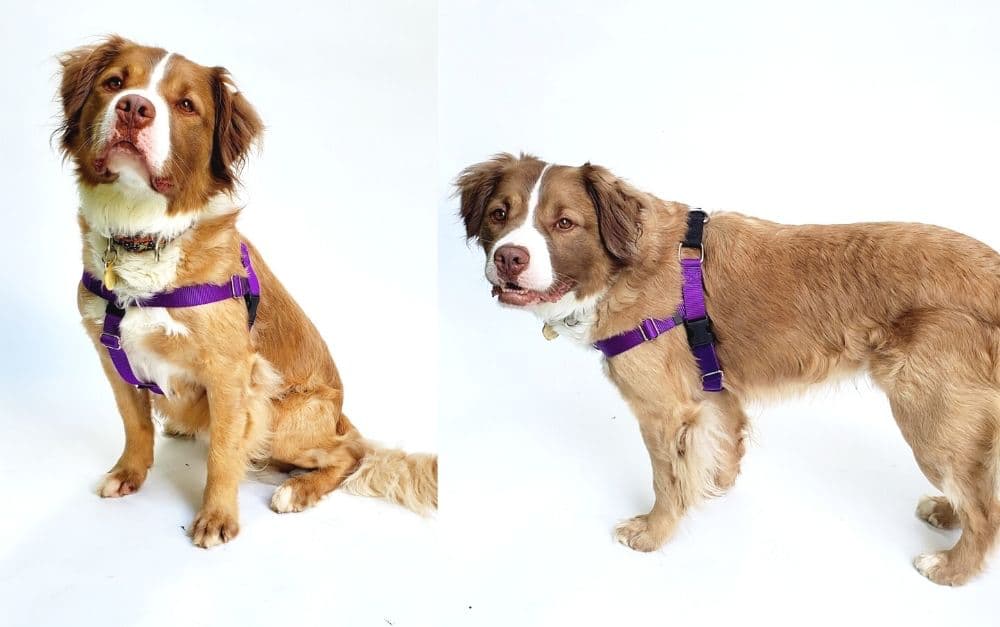 Dog wearing a no-pull training harness