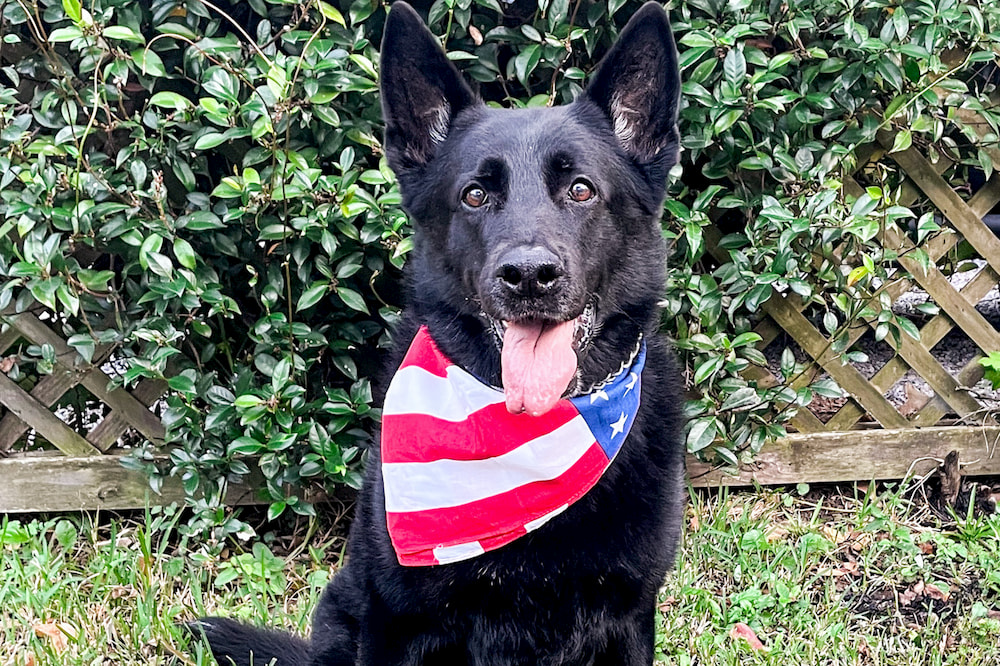Hugo retired military dog