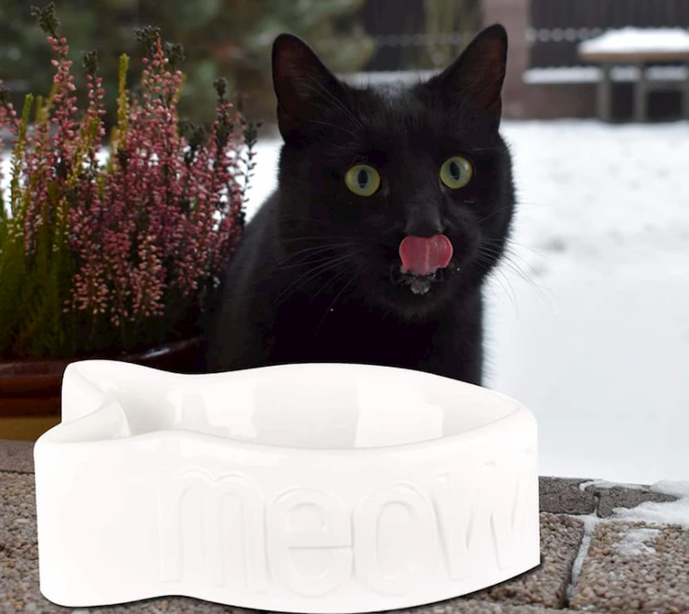 meow cat bowl