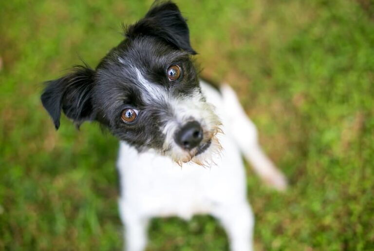 Dog tilting head