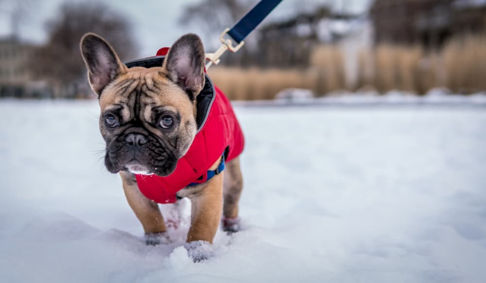 How Cold Is Too Cold For Dogs Great Pet Care