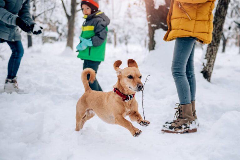 dog playing in snow