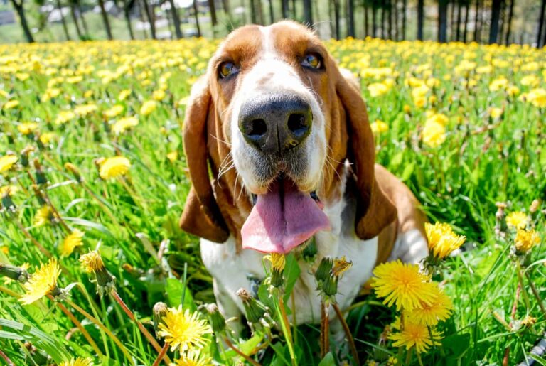 Basset Hound in field
