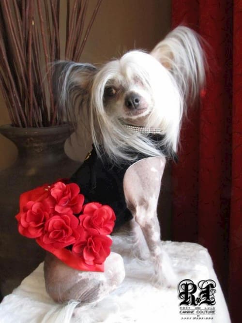 Flamenco rose dog dress