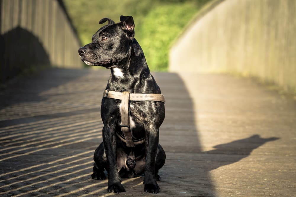 6 Ways to Ensure a Healthy Coat for Dogs 6 Ways to Ensure a Healthy Coat for Dogs