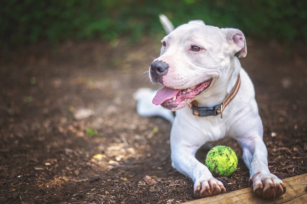Pets and Parasites Are on the Move. Here’s How It Affects Your Parasite Control Recommendations Pets and Parasites Are on the Move. Here’s How It Affects Your Parasite Control Recommendations