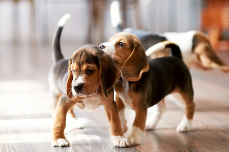 6 Strange Puppy Behaviors and What They Mean 6 Strange Puppy Behaviors and What They Mean