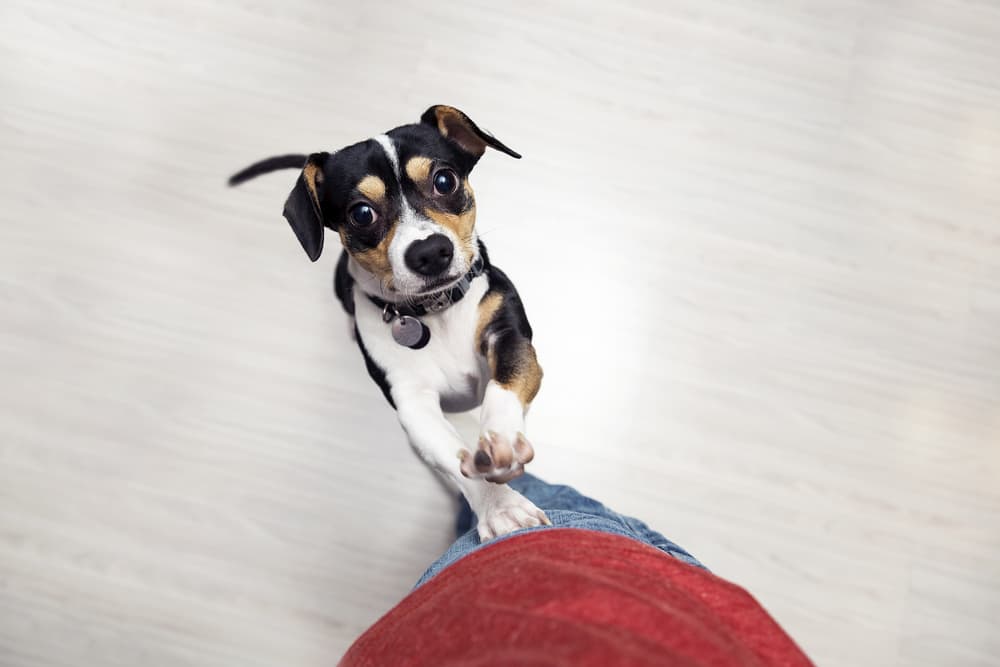 How to Train a Puppy Not to Jump How to Train a Puppy Not to Jump