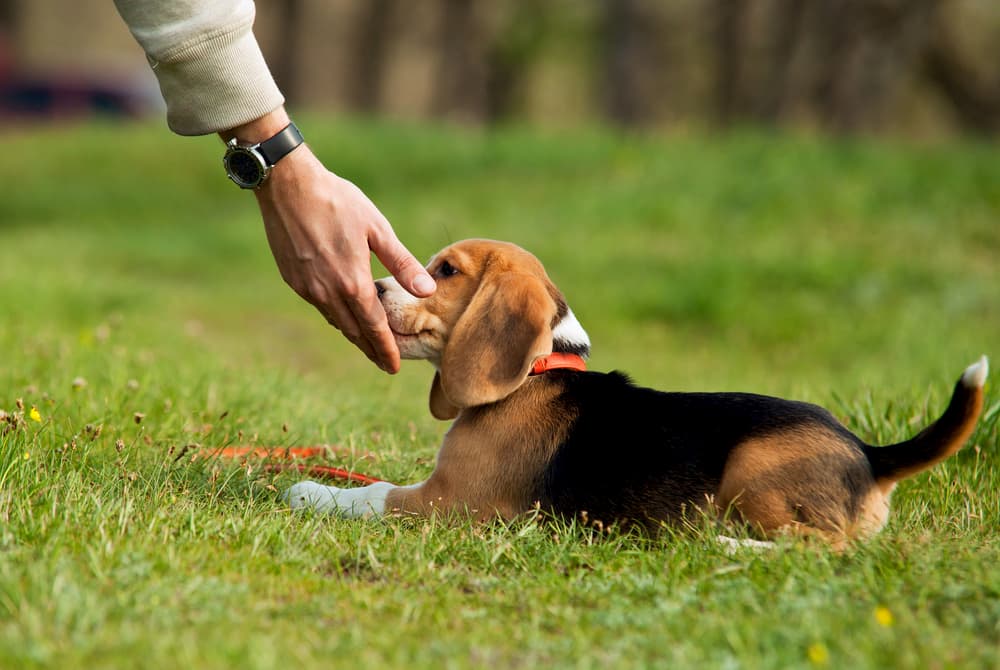 How to Teach a Dog to Leave It | Great Pet Care