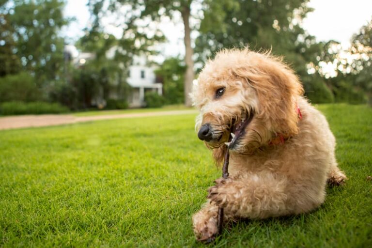 dog chewing on stick